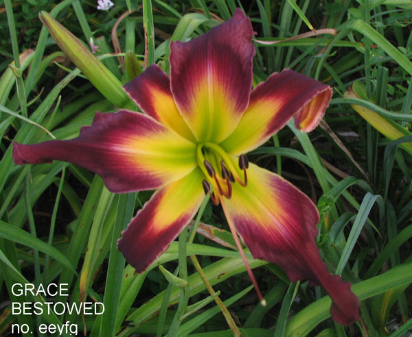 GRACE BESTOWED